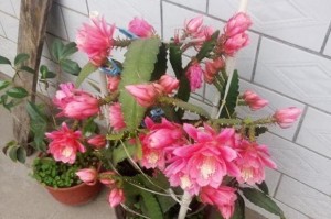 令箭荷花开花秘籍（修剪技巧，让令箭荷花绽放美丽）