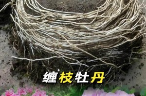 牡丹冬季养护的秘诀（打造优美花朵的关键是什么？）