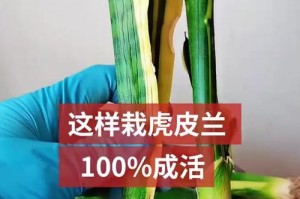 虎皮兰换土换盆的方法与时间（轻松掌握虎皮兰健康生长技巧）