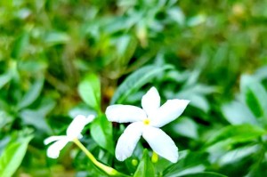 如何修理狗牙花秋天的技巧（解决狗牙花秋天问题的简单方法）