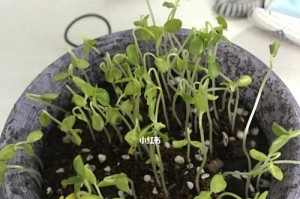 如何培养木瓜种子成为健康果树（从种子到果树，掌握培养木瓜种子的秘诀）
