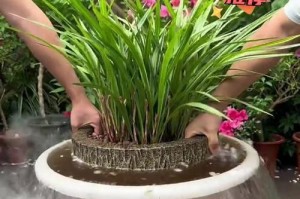 兰花盆景的养护技巧（室内兰花盆景的关键步骤和注意事项）