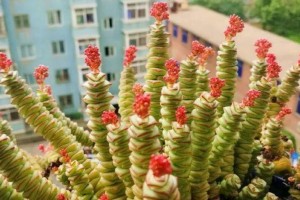 叶子为何会因缺少钱串而发黄？（揭秘叶子发黄的原因和解决办法）