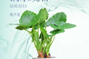 滴水观音叶子弯曲的原因及解决方法（滴水观音叶子弯曲原因解析与修复技巧）