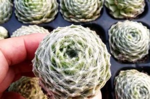 迷你卷绢多肉的种植技巧和养护经验