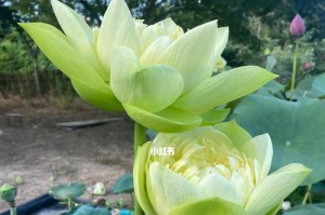荷花叶子黄斑点问题的解决方法（揭秘荷花叶子黄斑点的成因与预防措施）