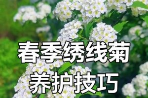 万寿菊花的养护与管理指南（打造鲜艳绚丽的花坛，从万寿菊开始）