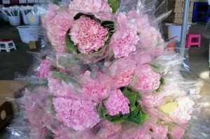 花卉怎样解决缺水蔫了的问题（打造科学的花卉养护方法，让花儿恢复生机）