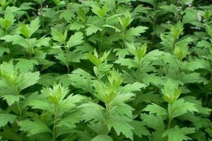 艾草是多年生植物吗？——探究艾草的生命周期（从种植、生长到枯萎，一起了解艾草的成长轨迹）
