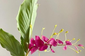 姜花瓶养指南（以姜花怎么瓶养的方法与技巧分享）