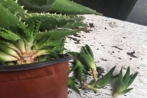 如何选用合适的肥料，让芦荟茁壮生长？（浅谈芦荟的肥料选择与使用）