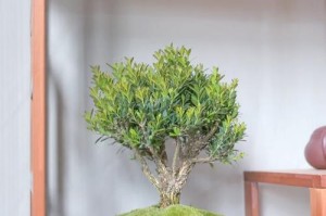 如何有效地养大植物？（关键要素和技巧让植物茁壮成长）