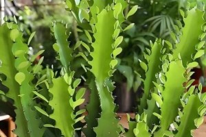 如何养护龙骨柱植物成为绿化佳品（打造室内外生态环境的首选植物的养护关键）