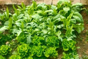 生菜种植间距是多少？（掌握合理的种植间距，提高生菜产量）
