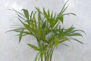 植物金手指的养护之道（打造绿意盎然的家居花园）
