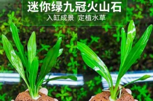 鱼缸上方的植物选择，让水族箱更美丽（如何选择适合的植物？——摆放植物的技巧和注意事项）