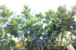 韭菜兰不开花的原因及解决方法（探究韭菜兰的生长特点与养护技巧）