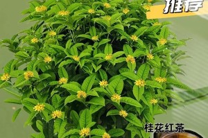 室内养护桂花的方法（如何在家里种植桂花）