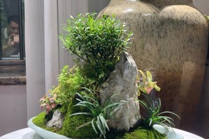 微型植物养护指南（细致入微的微型植物养护技巧）
