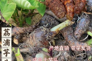 荔浦芋头的种子育种方法（以种子繁殖荔浦芋头，打造更好的收成）