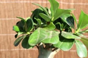 秋天后的玫瑰花剪枝指南（如何正确地剪枝和护理你的玫瑰花）