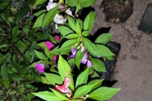 探究凤仙花的生长环境（地理、气候、土壤等因素对凤仙花的影响）