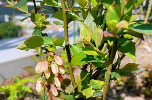 蓝莓的开花季节及花果特点（蓝莓开花的时间、环境及花果生长特点）