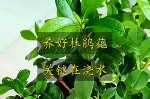 水浇多了，怎么救我的杜鹃花？（杜鹃花过度浇水的处理方法）