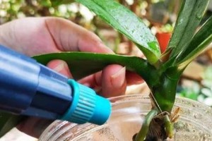 复合肥在蝴蝶兰生产中的应用（有效促进蝴蝶兰生长发育的关键）