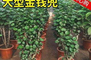 金钱兜怎么种？-从种植到收获的全过程（种植技巧、收割时机及注意事项）