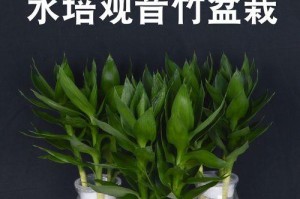 荷花竹叶子为何发黄？（探究荷花竹叶子发黄的原因及解决办法）