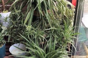 水培吊兰的养殖小妙招（打造美丽健康的水培吊兰，不可错过的15个技巧）