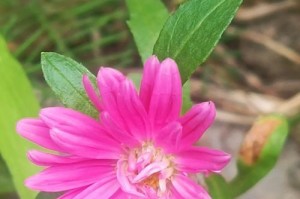 翠菊（室内养护技巧，让你的翠菊更加茁壮）