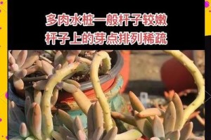 如何加快肉肉老桩的生长速度（科学养护方法让您的植物迅速茁壮成长）