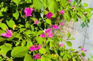 如何种植以拉斐泰三角梅（以拉斐泰三角梅种植技巧与注意事项）