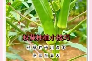 种植葵花的简易指南（观赏葵花的种植技巧及养护要点）