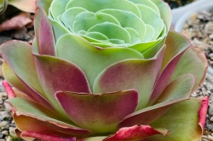 多肉黄金玫瑰的养护指南（打造最美黄金花园，黄金玫瑰养护秘籍大公开！）