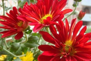 菊花插枝方法详解（掌握插枝技巧，打造美丽菊花园）