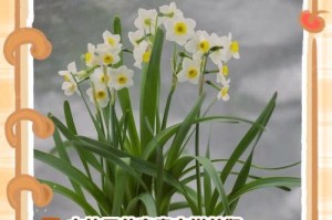 水仙花花期提前问题应对措施（提前迎接水仙花的美丽盛开）