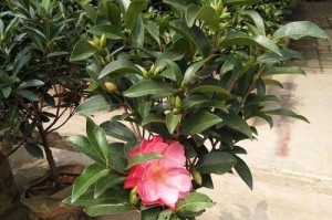 茶花的养护与开花周期（如何让茶花成为花园中的明星）