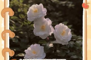 花蔫了怎么补救？（探寻养花过程中的解救之道）