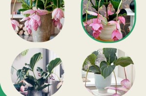 美丁花养护指南（让你的美丁花健康成长，绽放繁花）