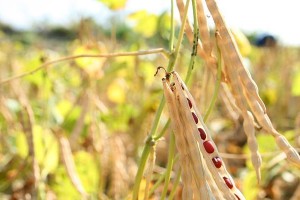 红豆种子的种植与养护（从选种到收获，一步步教你如何种好红豆）