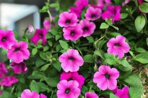 牵牛花是双子叶植物吗？（探寻牵牛花的分类学归属）