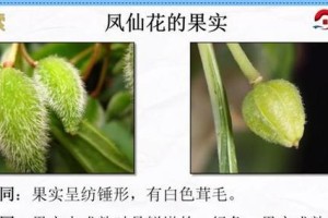 以凤仙花种子怎么摘——助你成功种植凤仙花（凤仙花的种子摘取技巧及种植要点）