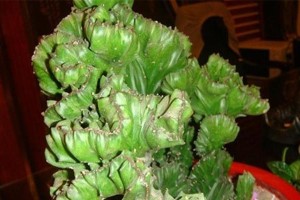 家中养玉麒麟，招财旺家（探究玉麒麟在风水中的奥妙）
