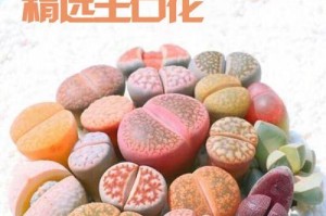多肉屁股花的养殖全攻略