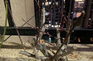 以腊梅老桩嫁接技术的繁殖与养护（探索腊梅老桩嫁接的方法与关键步骤）