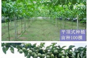 鸡蛋果树（科学栽培，精心管理，让果园早日走向丰收）