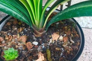 竹芋生虫子了怎么办？（解决竹芋生虫子的有效方法及预防措施）